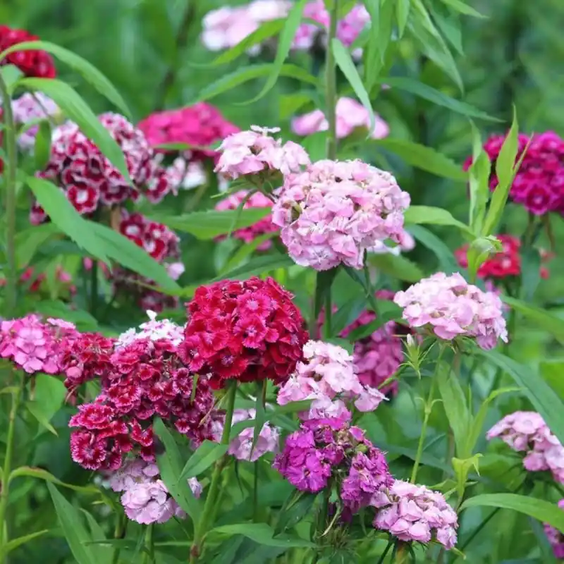 Topprijs - Dianthus barbatus, Duizendschoon -zaden-