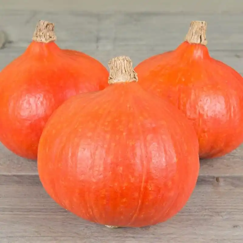 Topdeal - Pompoen ‘Fictor F1, Cucurbita maxima -zaden-
