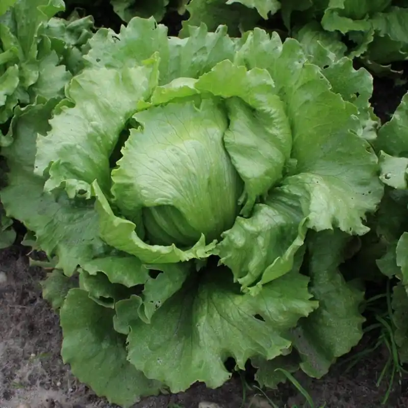 IJsbergsla, Lactuca sativa ‘Saladin‘ -zaden- - Scherpe prijs