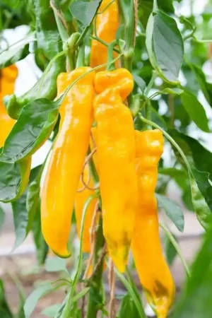 Zoetpuntpaprika Zazu, Capsicum annuum -zaden- | Nu beschikbaar