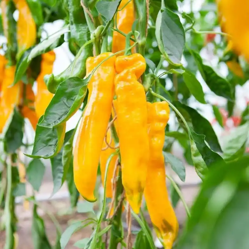 Zoetpuntpaprika Zazu, Capsicum annuum -zaden- | Nu beschikbaar