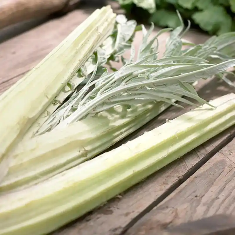 Nog maar een paar beschikbaar - Kardoen, Cynara cardunculus -zaden-
