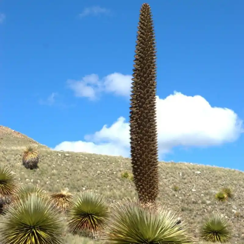 Puya raimondii | Extra voordeel