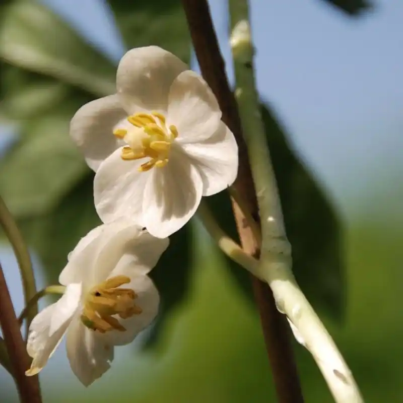 Veilig winkelen | Sinopodophyllum hexandrum var. chinense