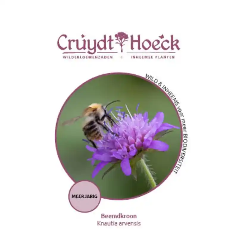 Nieuwe release | Beemdkroon - Knautia arvensis