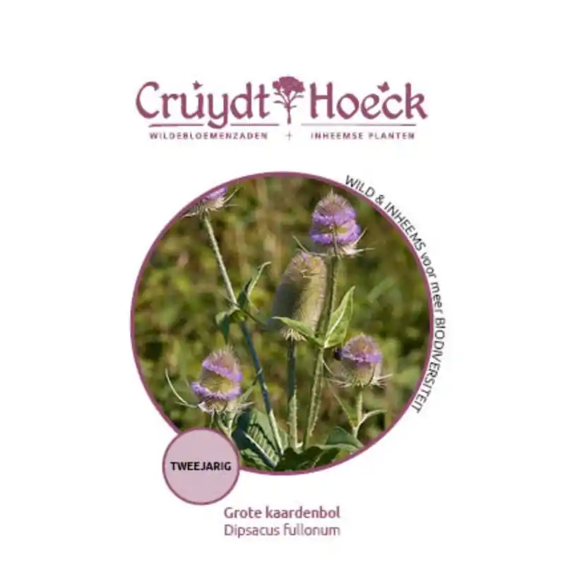 Grote kaardenbol - Dipsacus fullonum | Op voorraad
