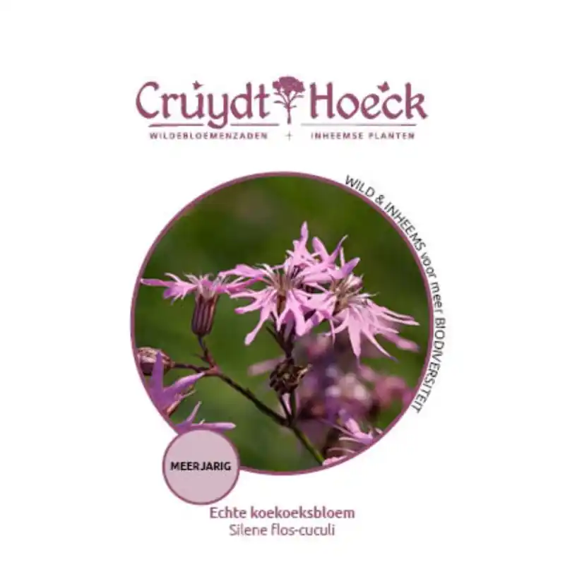 Echte koekoeksbloem - Silene flos-cuculi | Aanbieding