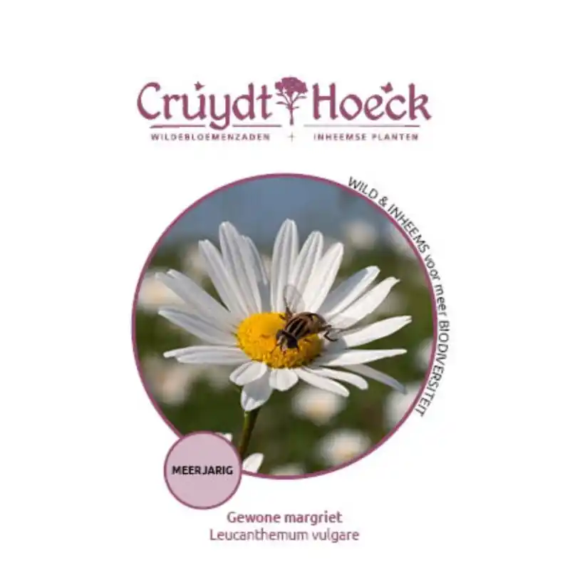 Direct van de fabrikant - Gewone margriet - Leucanthemum vulgare