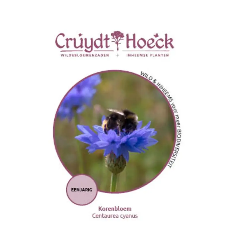 Korenbloem - Centaurea cyanus | Extra voordeel