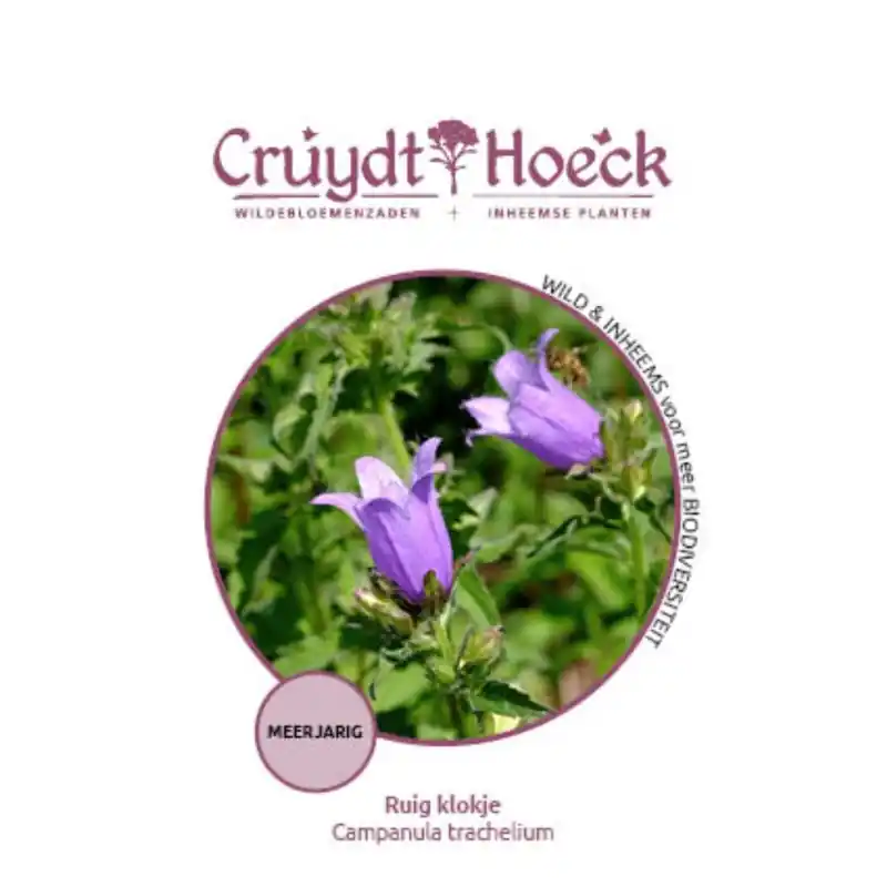Vanaf nu beschikbaar | Ruig klokje - Campanula trachelium