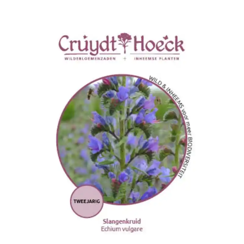 Voordeelprijs | Slangenkruid - Echium vulgare