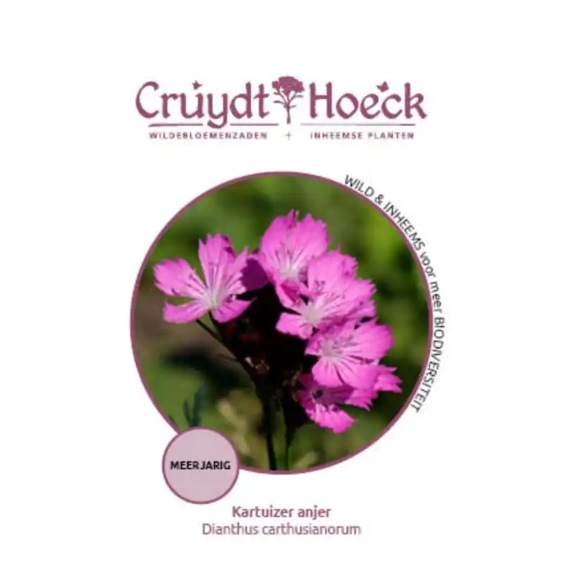 Kartuizer anjer - Dianthus carthusianorum - Direct beschikbaar