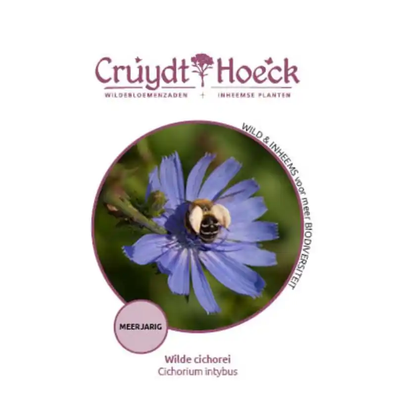 Outlet | Wilde cichorei - Cichorium intybus