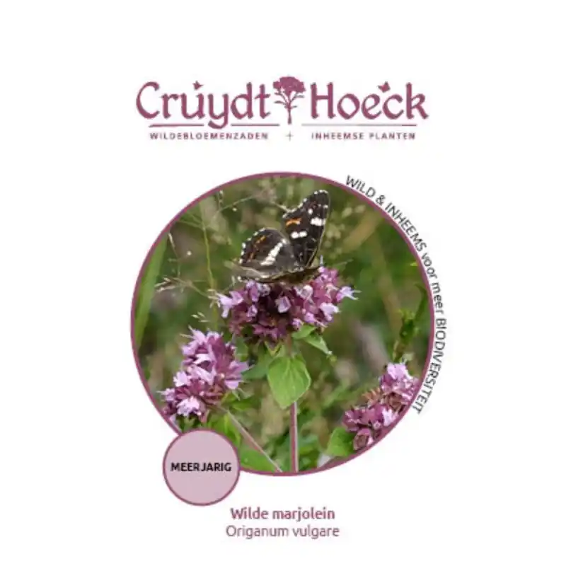 Populair bij klanten - Wilde marjolein - Origanum vulgare