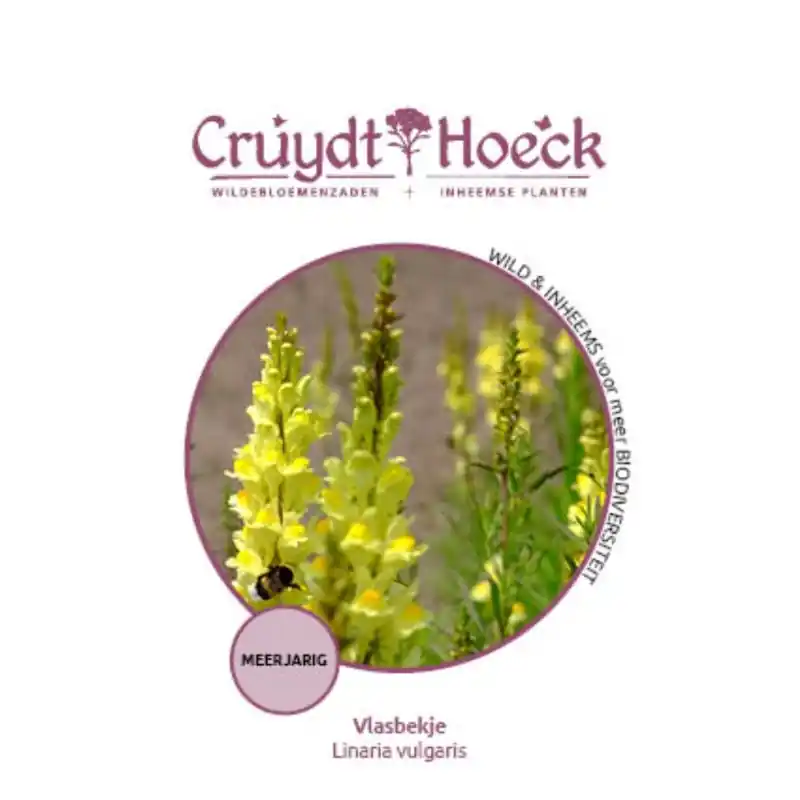 Vlasbekje - Linaria vulgaris - Trending