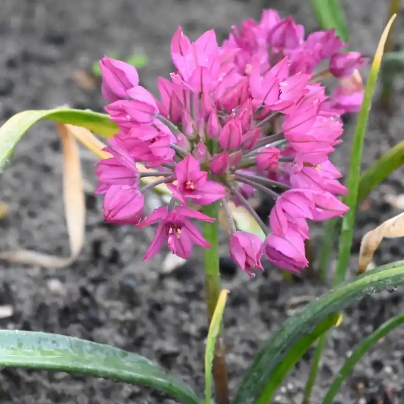 Allium oreophilum ‘Samur‘ | Nu kopen