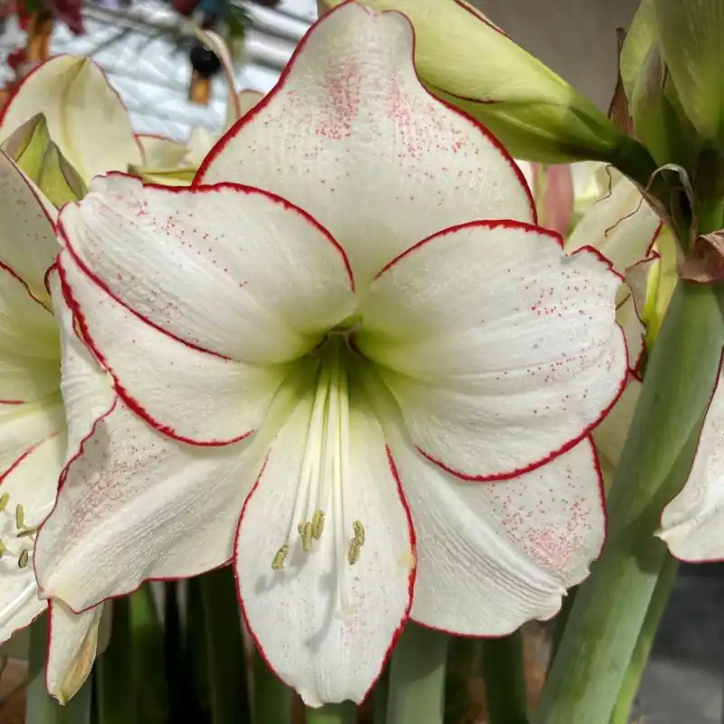 Rechtstreeks uit de fabriek - Hippeastrum ‘Picasso‘®