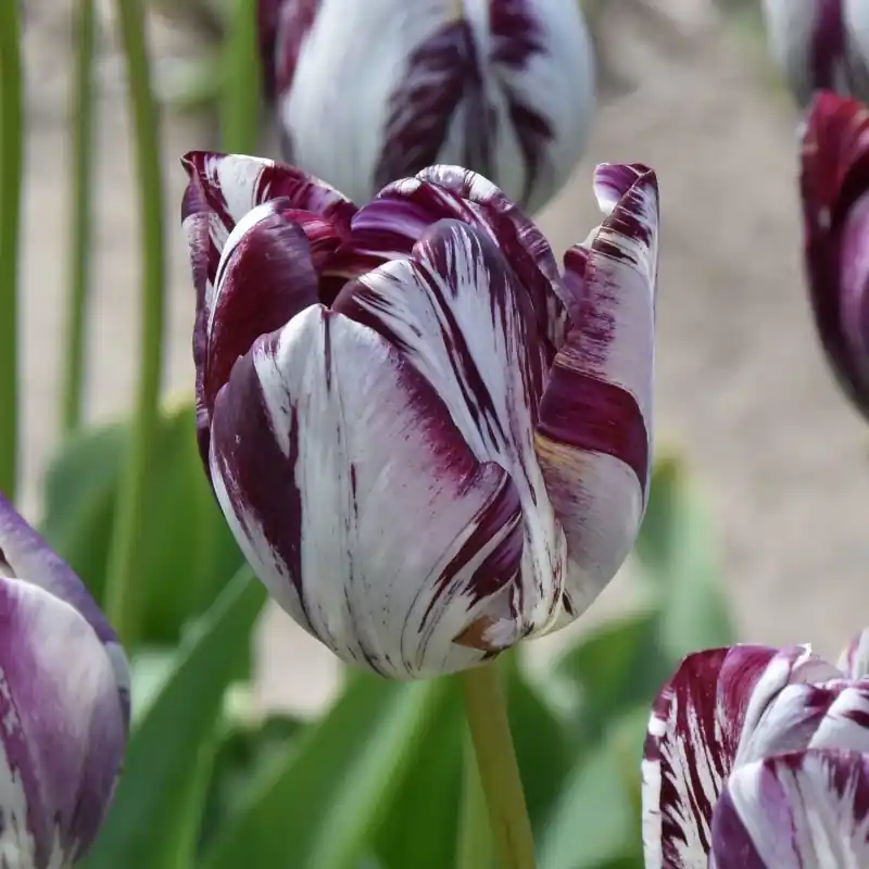 Tulipa ‘Aubade‘ | Topprijs