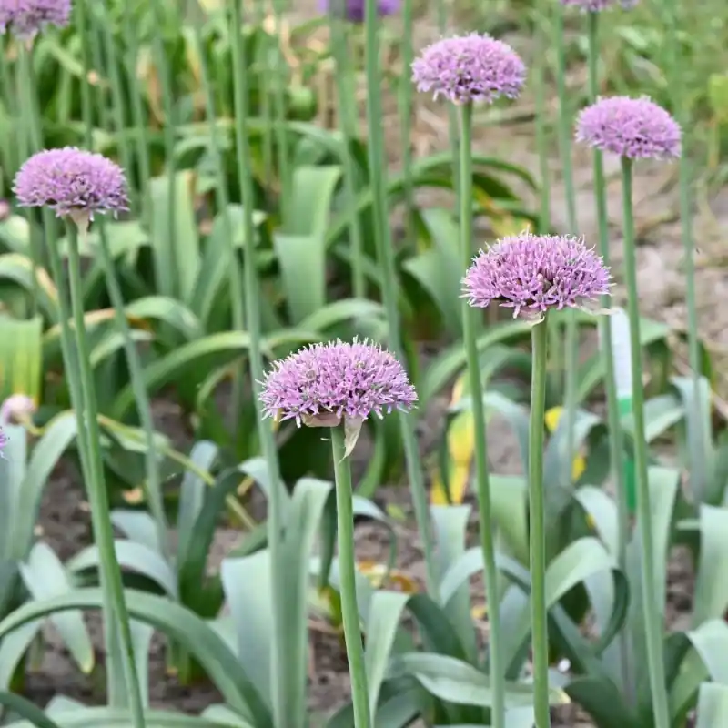 Snelle levering - Allium ‘New York‘