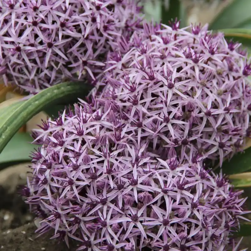 Voeg toe aan winkelwagen - Allium ellisii