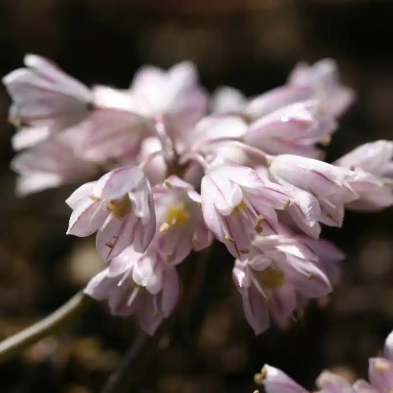 Allium sibthorpianum - Sale