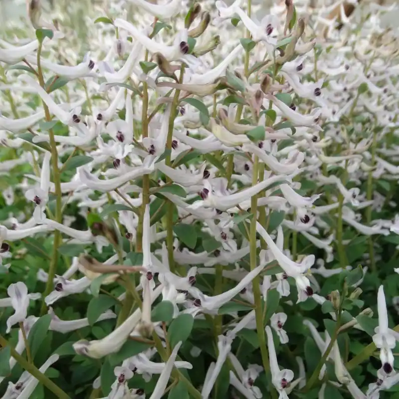 Corydalis haussknechtii | Scherp geprijsd