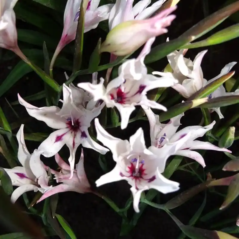 Snelle verzending - Gladiolus carneus ‘Albidus‘