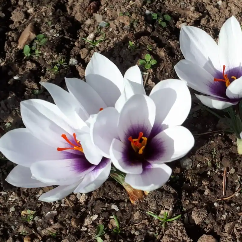 Crocus mathewii ‘Alicia‘ - Bespaar meer