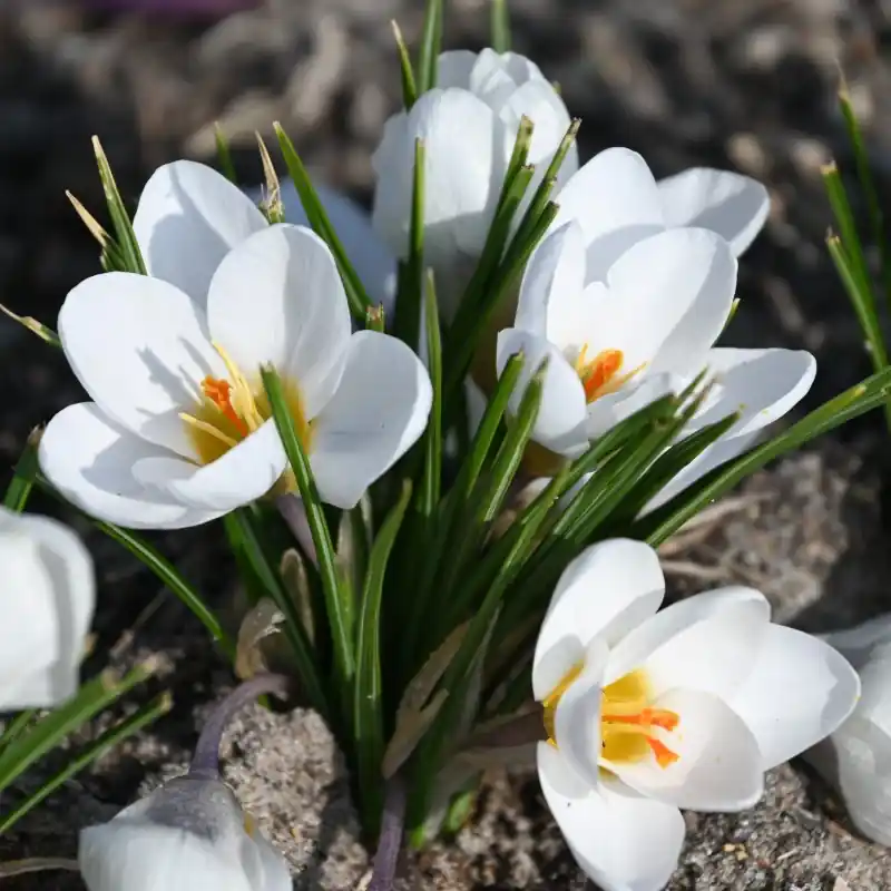 Actie loopt bijna af - Crocus chrysanthus ‘Polar Bear‘