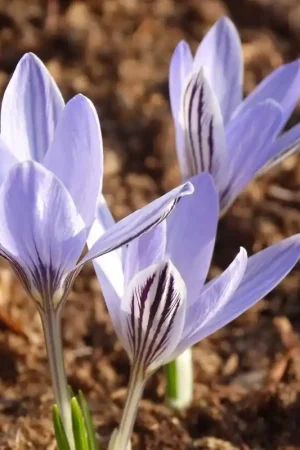 Aanbieding - Crocus reticulatus