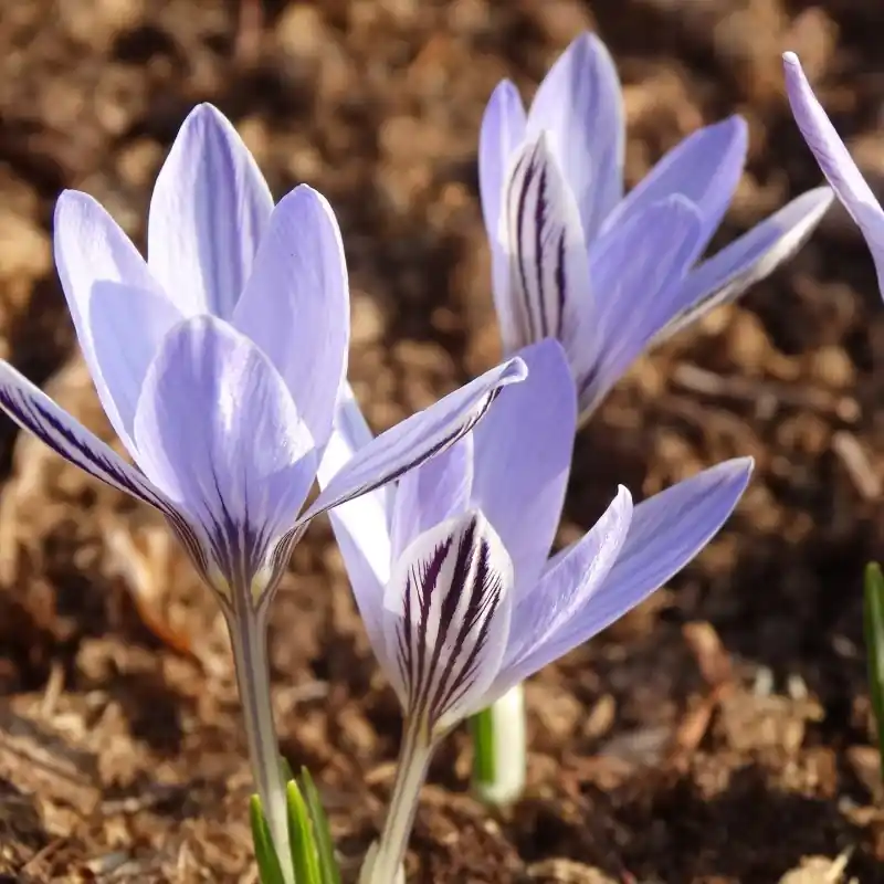 Aanbieding - Crocus reticulatus