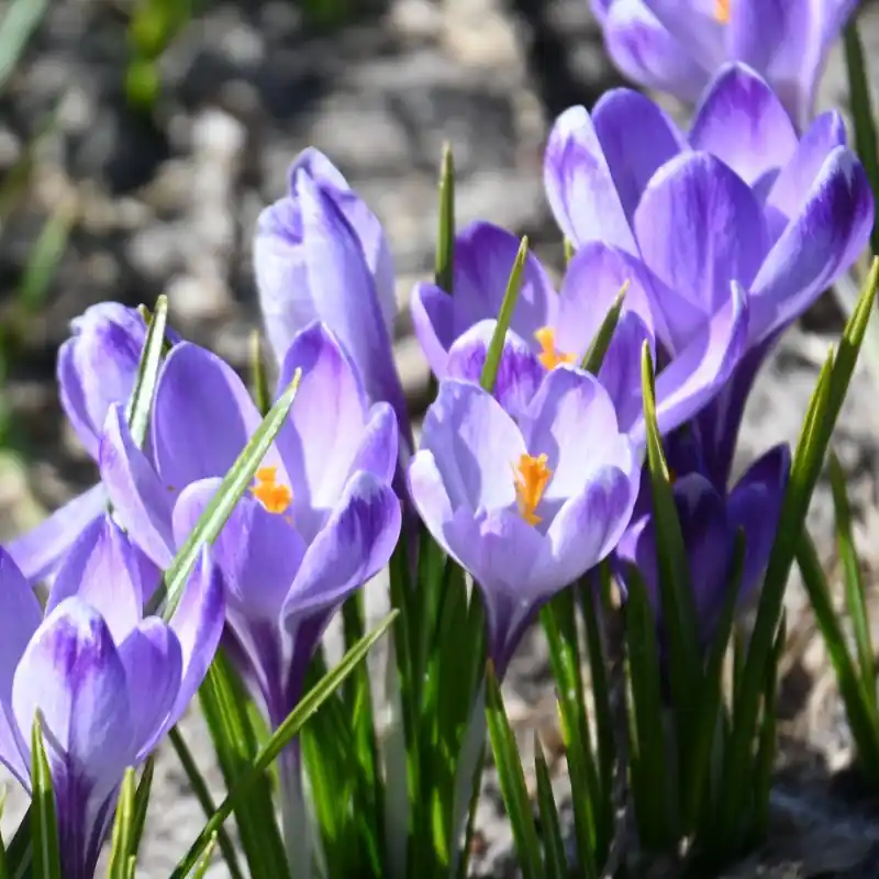 Topkwaliteit | Crocus tommasinianus ‘Rudy Light‘