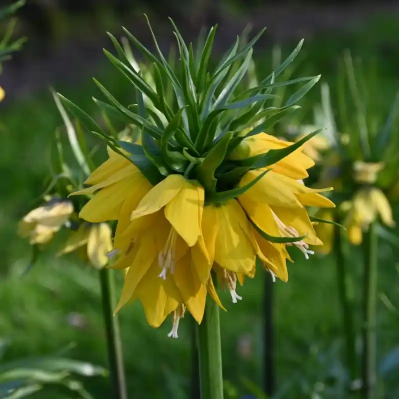 Fritillaria ‘Yellow Beauty‘ | Superprijs