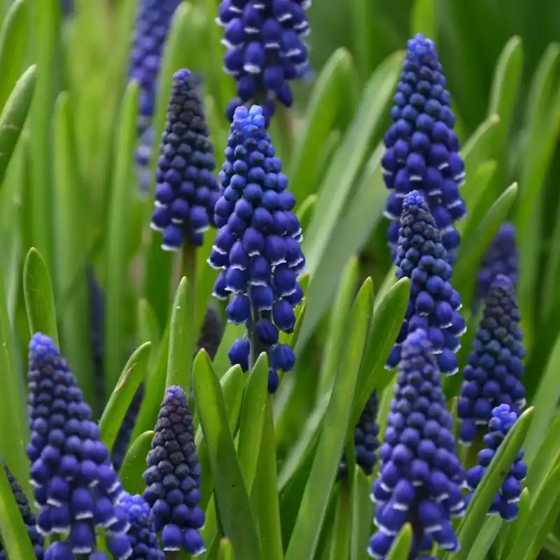 Topdeal | Muscari ‘Joyce Spirit‘