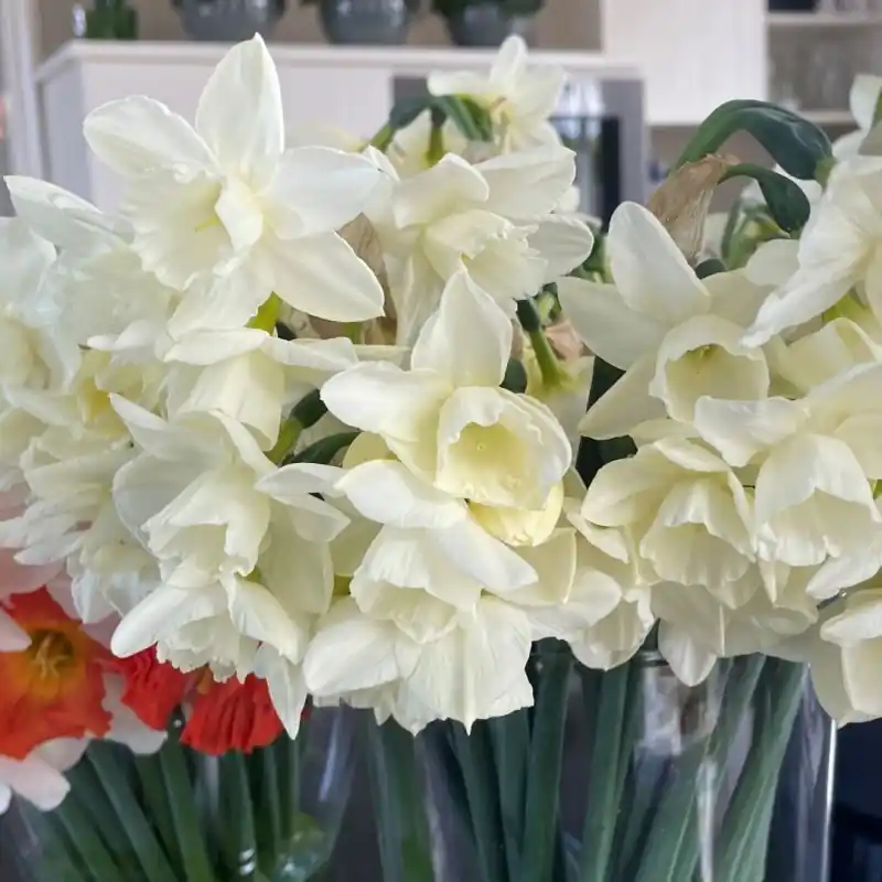 Veilig winkelen - Narcissus ‘Hunter Morn‘