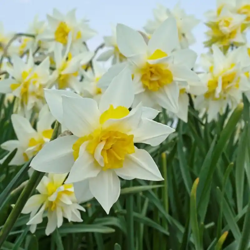 Scherpe prijs | Narcissus ‘Argent‘