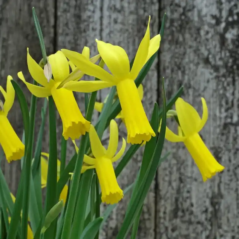 Bestelbaar - Narcissus ‘Englander‘