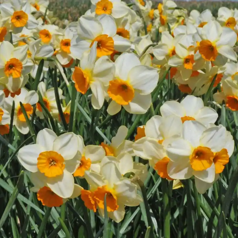 Narcissus ‘Chappie‘ | Aanbieding