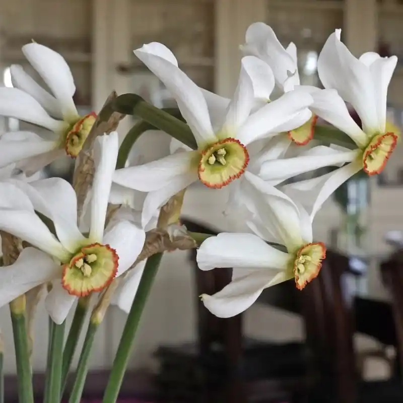 Narcissus poeticus var. physaliodes - Topdeal
