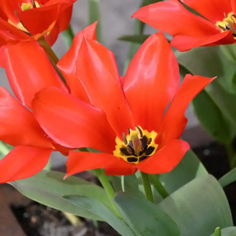 Tulipa eichleri ‘Clare Benedict‘ - Prijs verlaagd