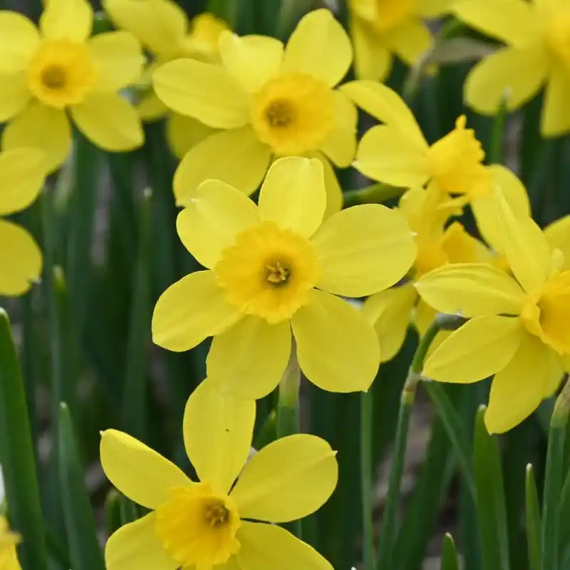 Scherp geprijsd | Narcissus ‘Pipers Barn‘