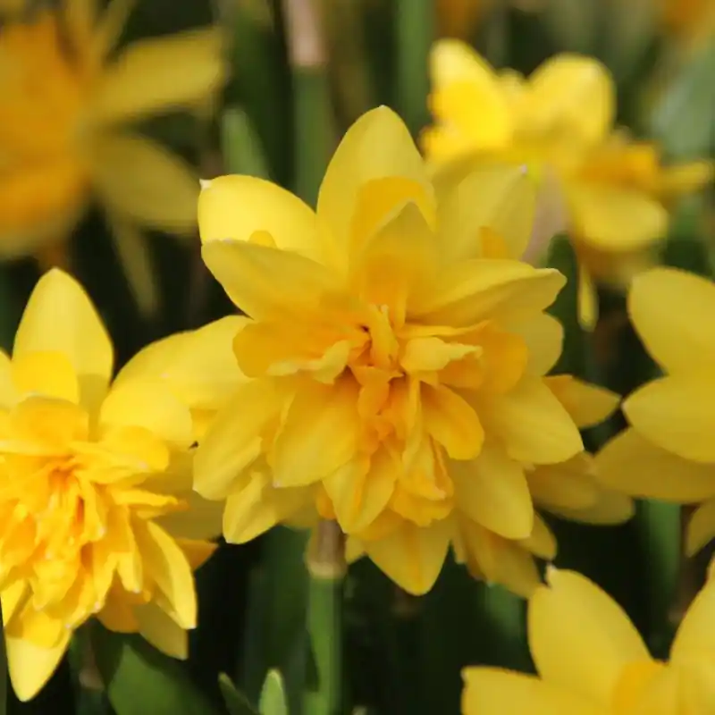 Narcissus ‘Tête Deluxe‘ - Opruiming