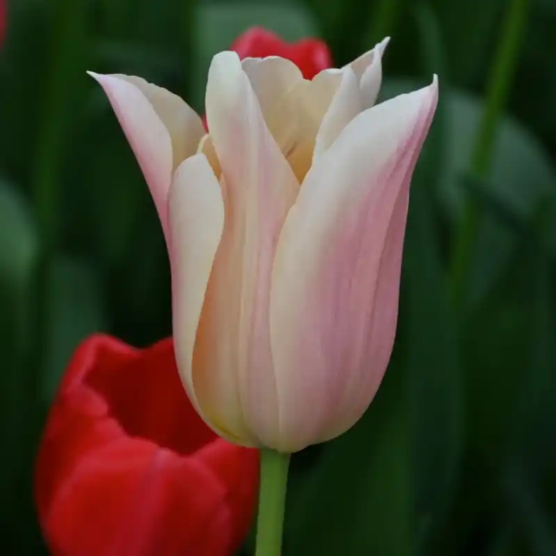 Extra korting | Tulipa ‘Sanne‘