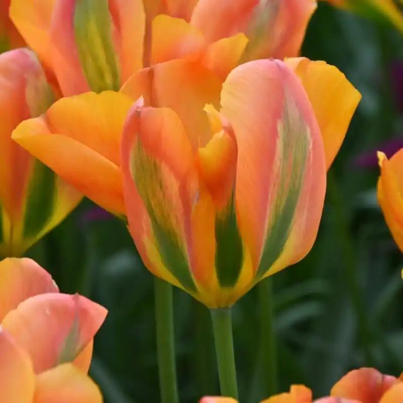 Actieprijs | Tulipa ‘Orange Marmelade‘