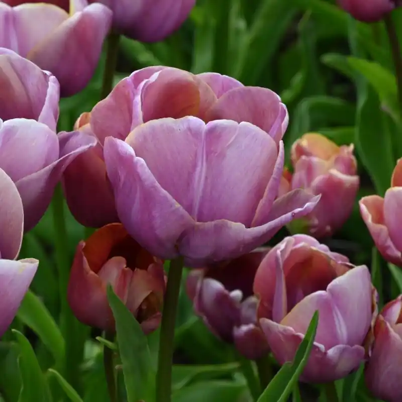 Tulipa ‘Blue Heaven‘ | Veilige betaling