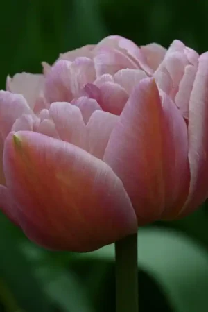 Zojuist toegevoegd - Tulipa ‘Beachberry‘