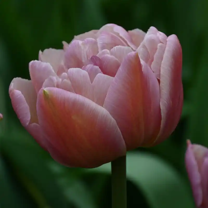 Zojuist toegevoegd - Tulipa ‘Beachberry‘