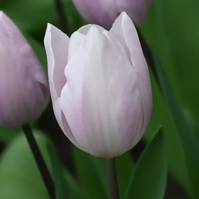 Tulipa ‘Silver Cloud‘ | Opruiming