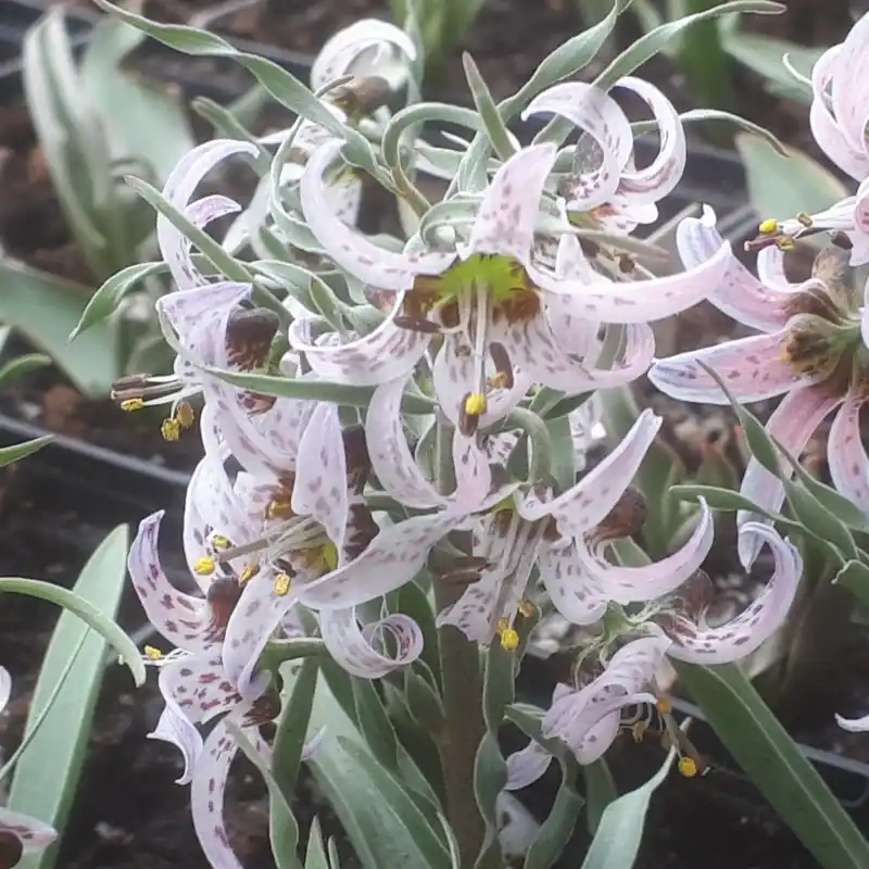 Scherpe prijs - Fritillaria karelinii