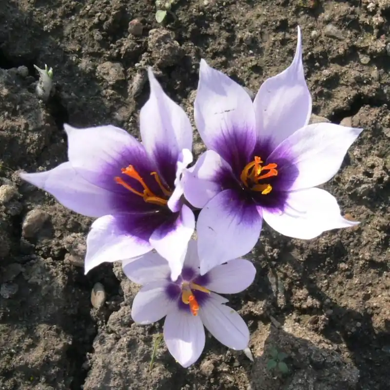 Nieuw binnengekomen - Crocus mathewii ‘Star of Belpinari‘